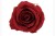 Screenshot_20260917_192122_Chrome~2.jpg